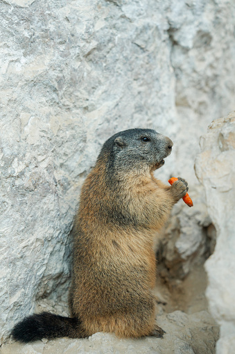 Cute marmot eating carrot near the rock