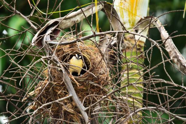 A rufus-naped wren perches on its nest in a tropical  tree in Costa Rica, Central America.