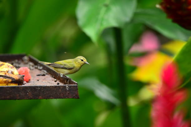 A Tennessee warbler perches on a feeder on the edge of a forest in Costa Rica.