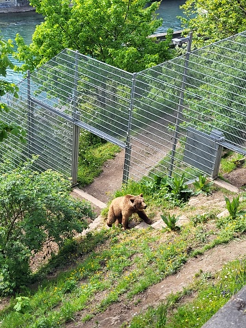 A bear in Bern