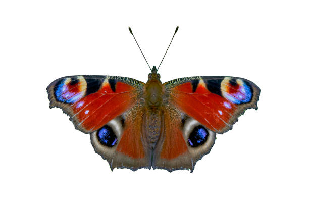 Close up view on a Peacock butterfly (Aglais io) isolated on a white background.