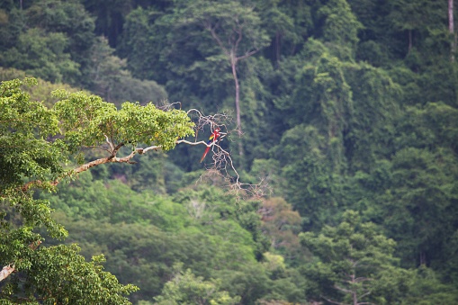A scarlet macaw perches on a tree branch in a forest in Costa Rica.