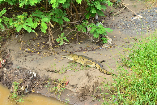 An American crocodile basks along a riverbank in western Costa Rica.