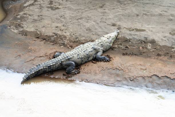 istock American Crocodile on Riverbank 2151470416
