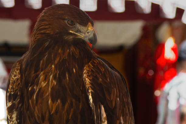 Golden eagle with brown feather.  Birds Raptors.  Large birds.