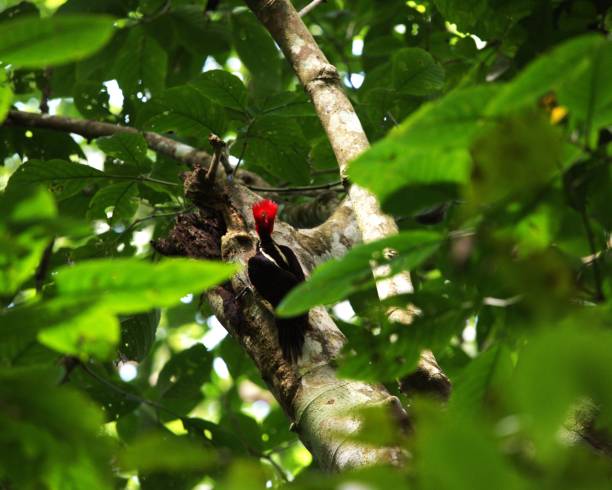 istock Pale-billed Woodpecker 2151470654