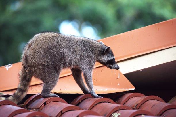 istock Northern Racoon on a Roof 2151471314