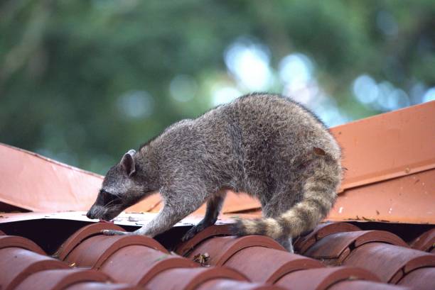 istock Northern Racoon on a Roof 2151471316