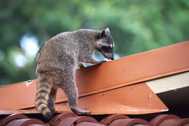 istock Northern Racoon on a Roof 2151471318
