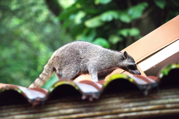 istock Northern Racoon on a Roof 2151471332