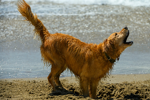 Irish setter dog, digging on ocean beach, with waves in background.
