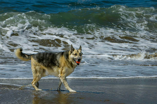 german shepherd on the beach