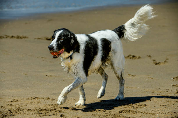 Black and white dog running on ocean beach, with waves in background.