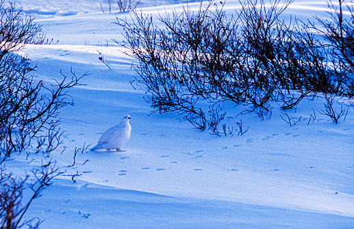 White Ptarmigan (Lagopus muta) exposed on the snow covered arctic tundra.

Taken Churchill, Manitoba, Canada
