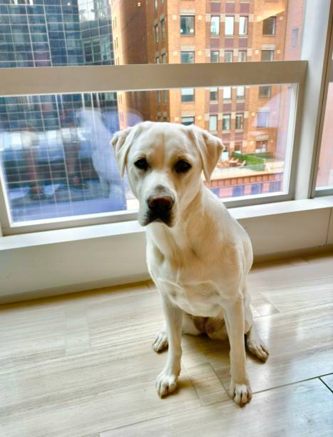 istock Labrador Retriever Puppy 2151475074