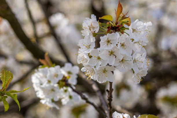 istock Fresh cherry blossoms moving in the wind on a tree 2151475317