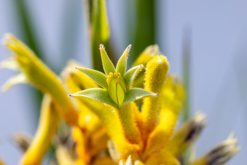 Closeup beautiful yellow Kangaroo Paw in sunlight, background with copy space, full frame horizontal composition