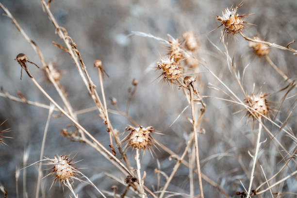 istock Close up macro thorny seed pod landscape 2151477434