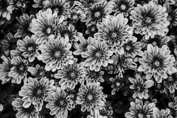 istock Close up black and flowering garden black and white 2151477801