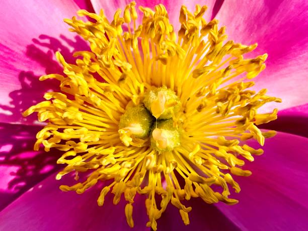 beautiful flowers bloom in the yard in spring