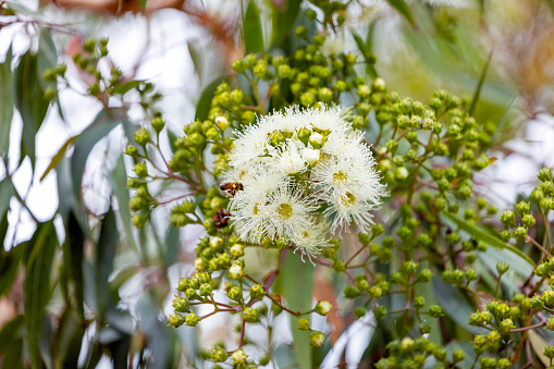 Flowering Eucalyptus tree in spring with soft, white flowers, buds and bee, background with copy space, full frame horizontal composition