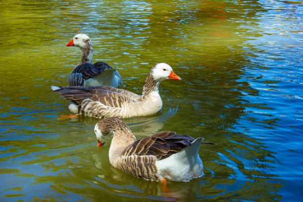 Flock of geese in the lake