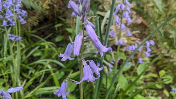 istock Small purple bell-shaped wildflower blossoms in a meadow 2151480059