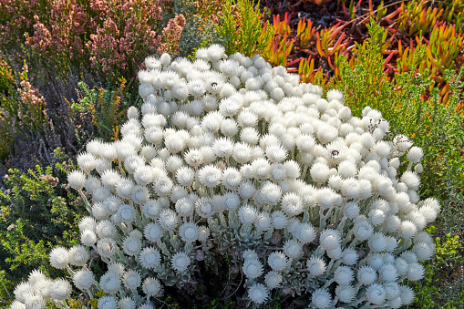 Everlastings (Syncarpha vestita). Also called by the following name: Cape snow. Fynbush,  Desert flower in South Africa.