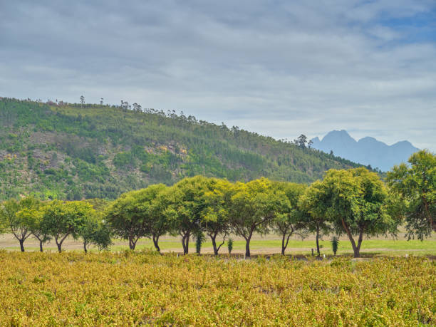 istock Home of South African wine 2151480789