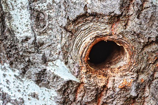 Hole in the bark of a tree provides entrance for a bird nest