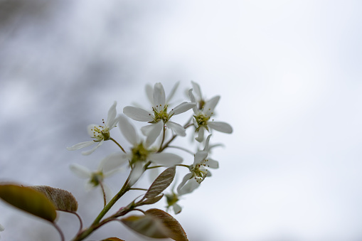 This image shows a defocused abstract texture background of flowers emerging on a serviceberry (amelanchier) tree in early spring. Also called saskatoon.