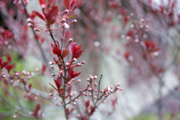 cherry on cherry tree, sunshine, nature