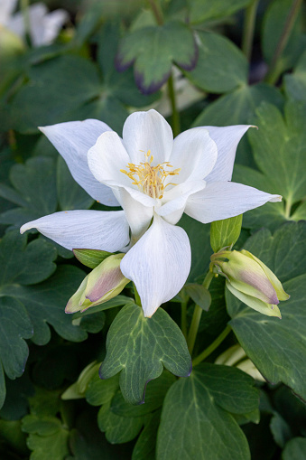 Columbine, state flower of Colorado