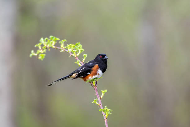 istock Male Eastern Towhee perched on single branch green muted background copy space 2151492325