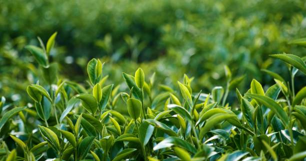 istock Green tea tree leaves field young tender bud herbal Green tea tree in camellia sinensis organic farm. Close up Fresh Tree tea plantations mountain green nature in herbal farm plant background morning 2151495574