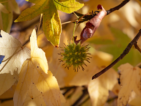 Close up autumn leaves and spiky seed pod
