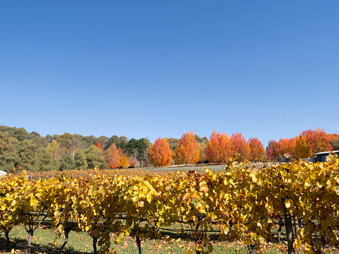 Vineyard and autumn trees near Stanley in rural Victoria