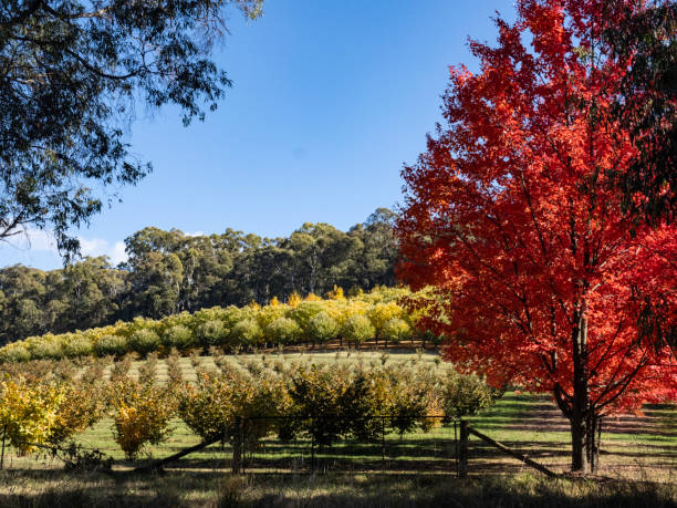 istock Autumn orchard and farmland 2151496128