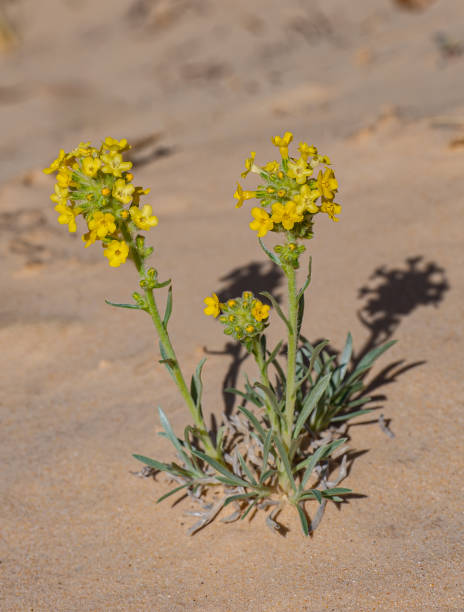 istock Plateau Yellow Cryptantha, Brenda's yellow cryptantha, Cryptantha flava or Oreocarya flava; Grand Staircase - Escalante National Monument, Utah; Boraginaceae Family 2151496405