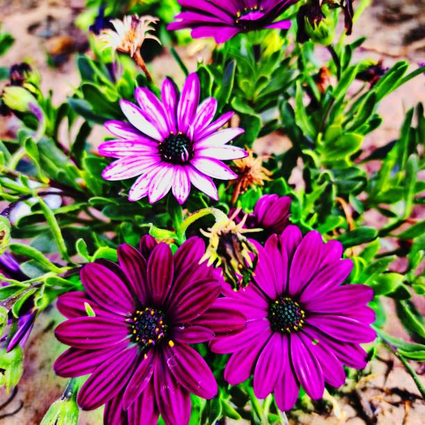 Close up picture of two different colored daisies in a flower pot