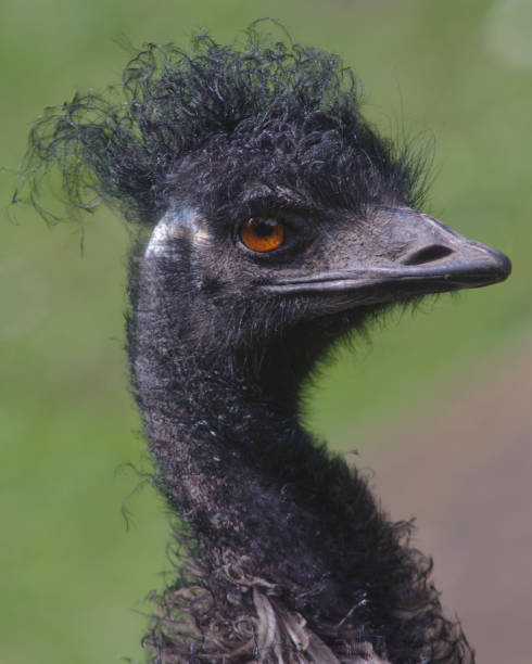 Close-up of An Emu