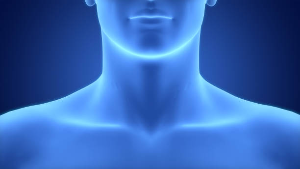 3D Illustration Concept of Human Body Neck Anatomy