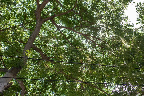 istock Green shady trees over telephone wires 2151504617