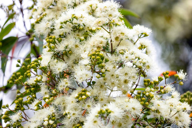 istock Flowering Eucalyptus tree in spring with soft, white flowers and buds, background with copy space 2151504891
