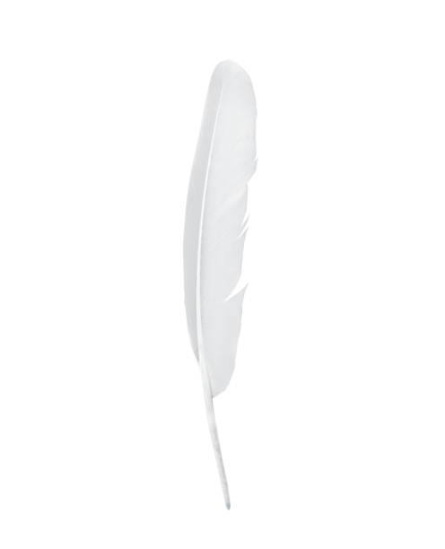 istock Beautiful sketching white feather  isolated on white  background 2151505944