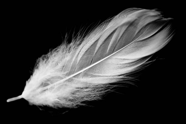 istock Beautiful white feather floating in air isolated on black background 2151505954