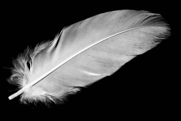istock Beautiful white feather floating in air isolated on black background 2151506095
