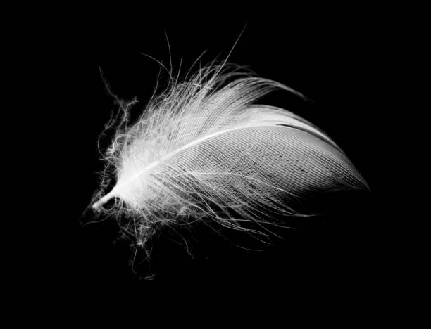 Macro shot of a soft, delicate feather lying on a reflective black surface, showcasing its intricate details and beauty.