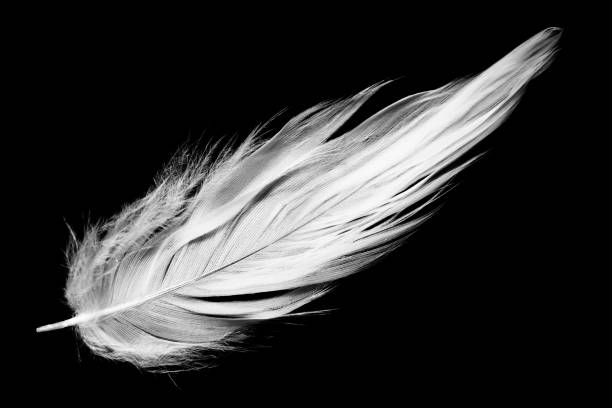 istock Beautiful white feather floating in air isolated on black background 2151506121