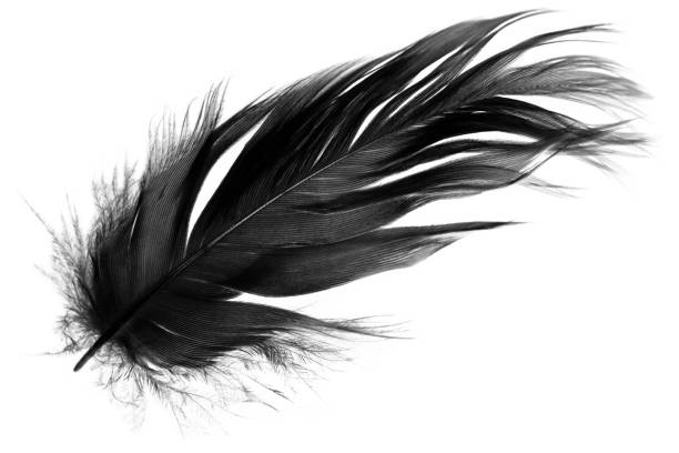 istock Beautiful black feather isolated on white background 2151506137